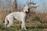 BEDLINGTON TERRIER 128